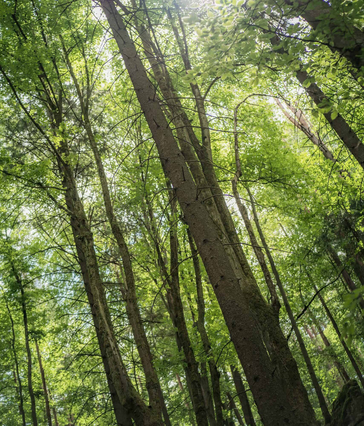Sunlight filtering through the canopy of a green forest