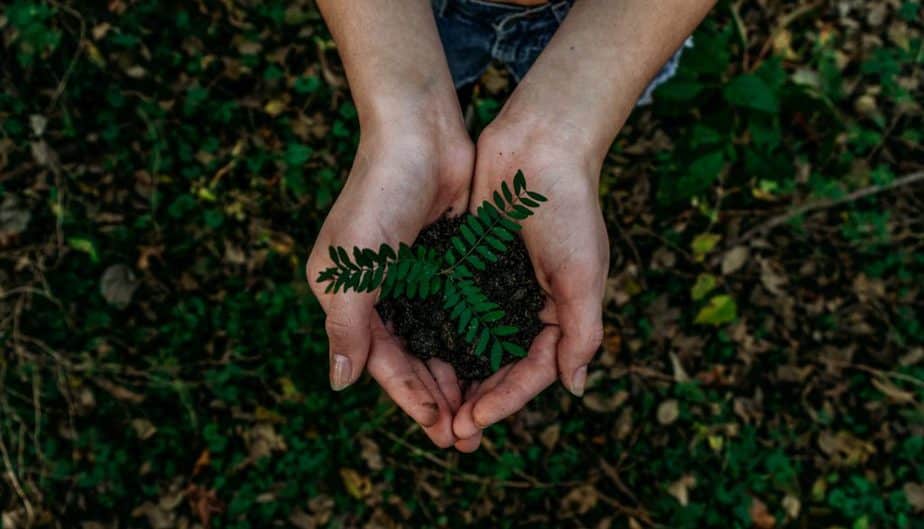 Hands holding a young plant above a forest floor
